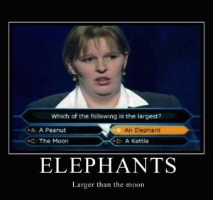 Elephants: Larger Than The Moon